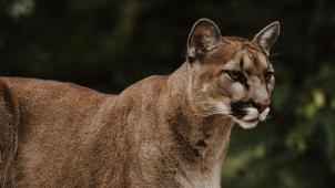 priscilla-du-preez-zwtqIlsajjg-unsplash