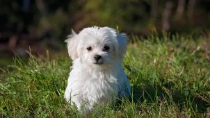 pexels-pixabay-33053 (1)