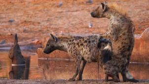 hyenathumb