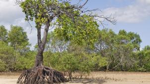 Mangrove