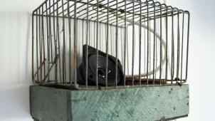 2857771_oussama_tabti_-homo-carduelis_1