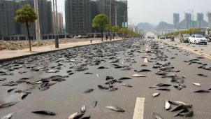 2023.02.18. vis op straat