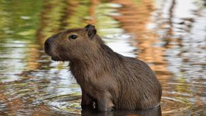 pexels-magali-guimarães-5479610