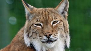 pexels-pixabay-67850