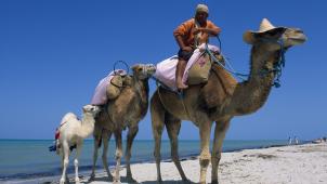 kamelen Belgaimage-45517189