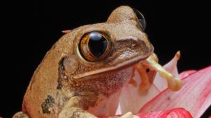 pexels-pixabay-73798