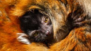 moormaki-geboren-zoo-planckendael-jonas-verhulst-1