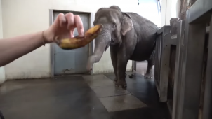 olifant banaan