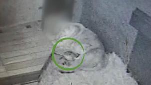 achter-de-schermen-leeuwenwelpen-zoo-planckendael-2