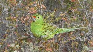 640px-Westerngroundparrot