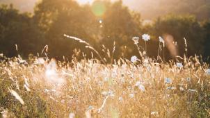 niklas-hamann-Cxjh4S2Pmt8-unsplash