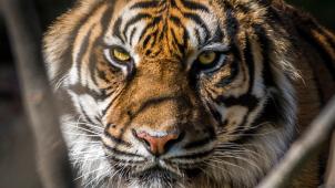 pexels-george-desipris-2055100