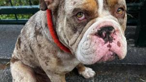 https___static.nieuwsblad.be_Assets_Images_Upload_2023_07_09_888214e2-53ba-4