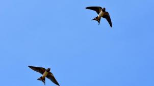 swallows-gfcd41142d_1280