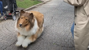 youtube i want to be an animal