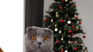 ion-ivan-sipilov-citSl-M-gxs-unsplash