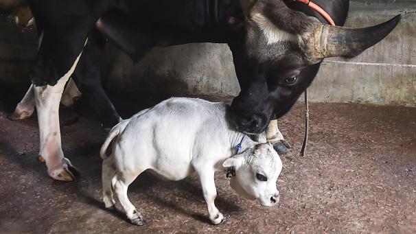 BELGAIMAGE-178428706