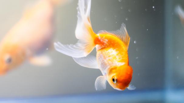 pexels-rheyan-glenn-dela-cruz-manggob-4794385