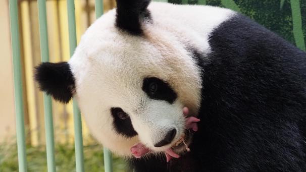 BELGAIMAGE-179679487