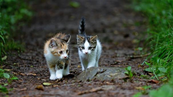 dorothea-oldani-Hhm_fL04bE8-unsplash