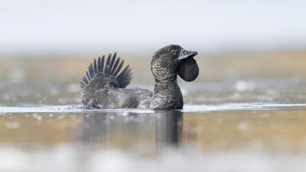 Australische eend leert vloeken
