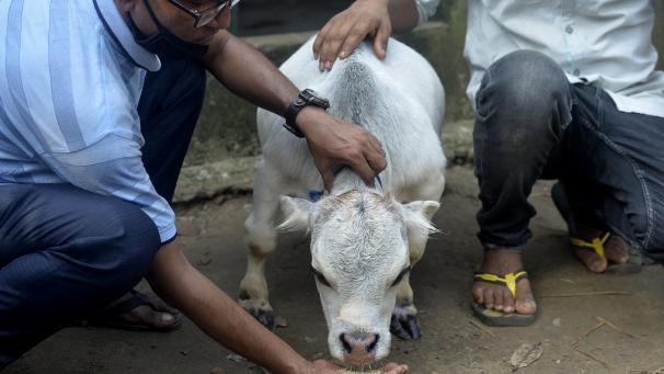 BELGAIMAGE-178428519