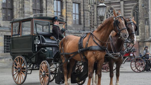 horse-g789e8c188_1920