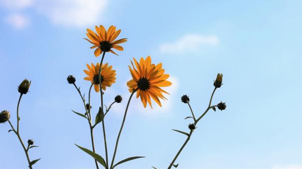 arnica-g4c33ee7b5_1920