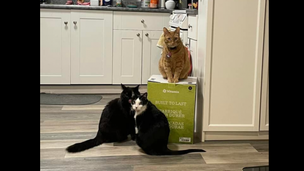 Temperamental Chucklefuck and Friends